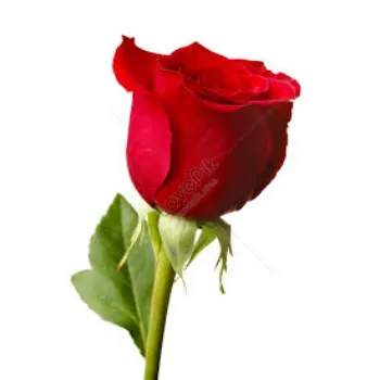 Red Rose Flower
